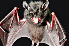 Confu-bat-yaaaaa