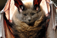 Pla-Bat-1