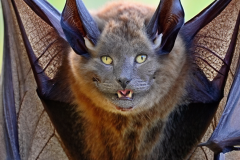 Pla-Bat-2