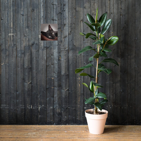 CNK "Cute Ninja" Poster