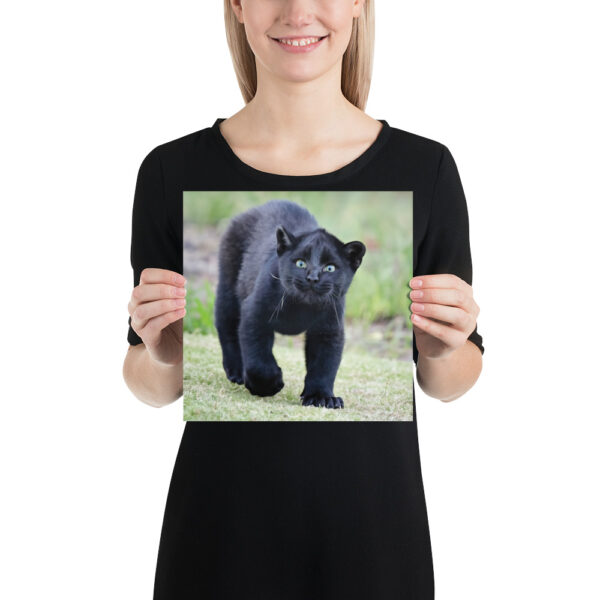 enhanced-matte-paper-poster-in-10x10-person-65ce7c26ebfe2.jpg "Cute smiling puma kitty" Poster