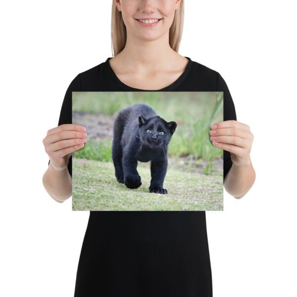 enhanced-matte-paper-poster-in-11x14-person-65ce7bec1eb4e.jpg "Cute smiling puma kitty" wide Poster