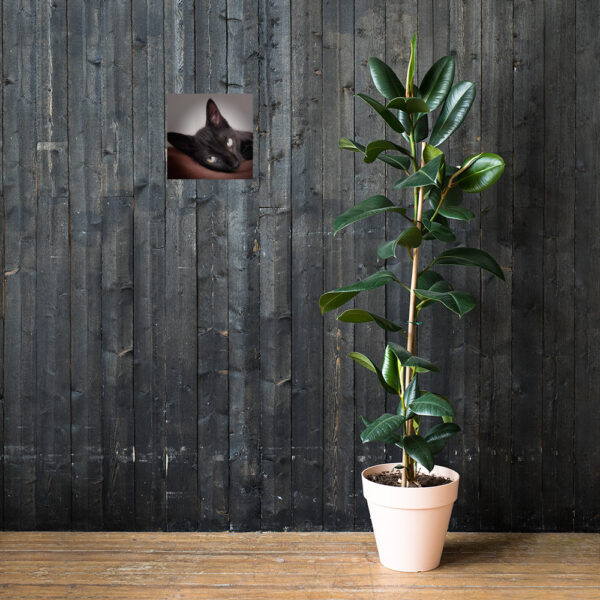 CNK "Cute Ninja" Poster