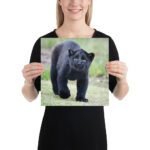 "Cute smiling puma kitty" Poster