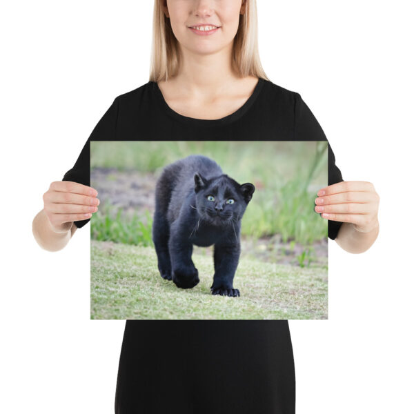 enhanced-matte-paper-poster-in-12x16-person-65ce7bec1ec38.jpg "Cute smiling puma kitty" wide Poster