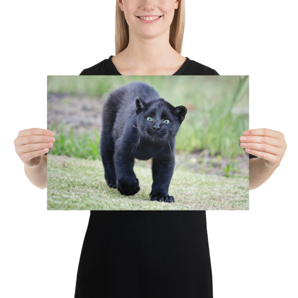 enhanced-matte-paper-poster-in-12x18-person-65ce7bec1ed09.jpg "Cute smiling puma kitty" wide Poster