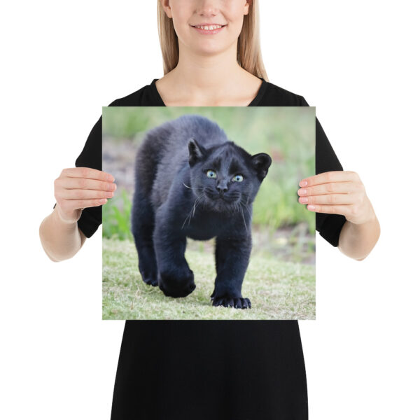 enhanced-matte-paper-poster-in-14x14-person-65ce7c26ec0bf.jpg "Cute smiling puma kitty" Poster