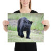 enhanced-matte-paper-poster-in-16x20-person-65ce7bec1edc1.jpg "Cute smiling puma kitty" wide Poster