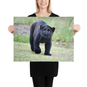 "Cute smiling puma kitty" wide Poster
