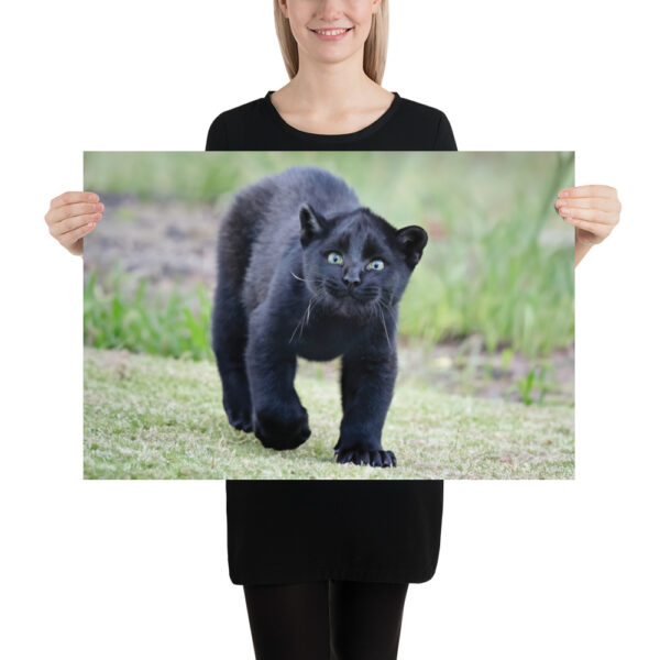 enhanced-matte-paper-poster-in-20x30-person-65ce7bec1eedb.jpg "Cute smiling puma kitty" wide Poster
