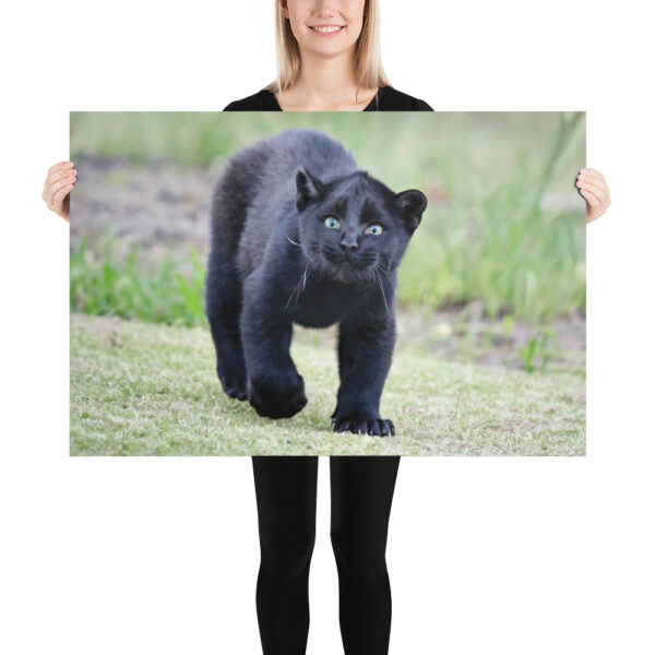 enhanced-matte-paper-poster-in-24x36-person-65ce7bec1efbd.jpg "Cute smiling puma kitty" wide Poster