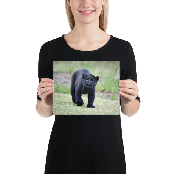 enhanced-matte-paper-poster-in-8x10-person-65ce7bec1f123.jpg "Cute smiling puma kitty" wide Poster