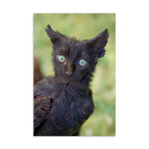 "Crow Kitty" Standard Postcard