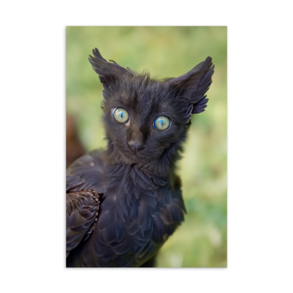 "Crow Kitty" Standard Postcard