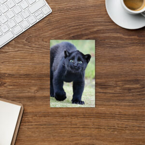 "Cute smiling puma kitty" Standard Postcard