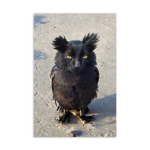 "Owl Kitty on the beach" Standard Postcard