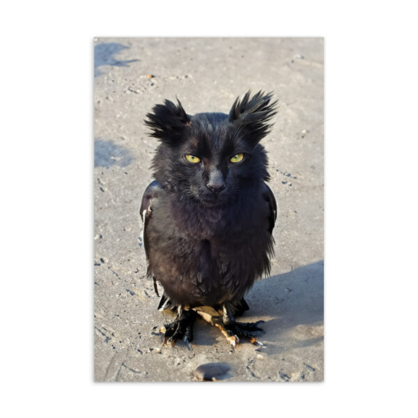 standard-postcard-4x6-front-65ce717c20b81.jpg "Owl Kitty on the beach" Standard Postcard