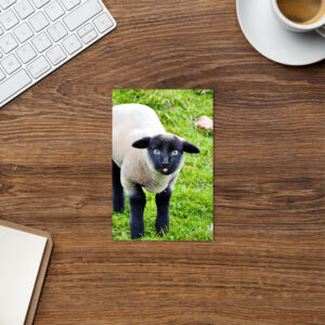 "Sheep Kitty" Standard Postcard