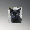 CNK "Deep Gaze" Magnet