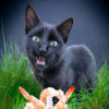 Prawns for Confucius !